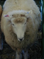 Sheep