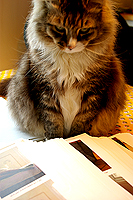 Casey the cat inspects an early proof of the book